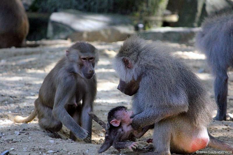 2010-08-24 (609) Aanranding en mishandeling gebeurd ook in de apenwereld.jpg